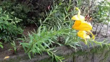 西方山極楽寺(岐阜県)