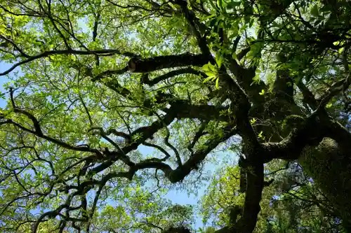 熊野速玉大社の自然