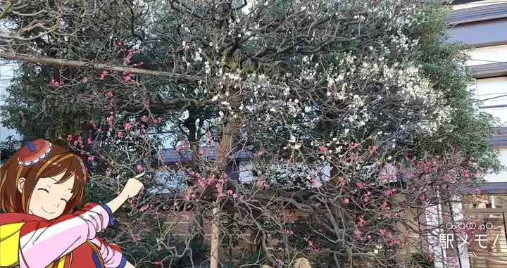 とげぬき地蔵尊 高岩寺の自然