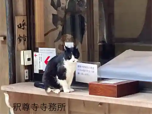 釋尊寺の動物