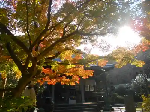 安國論寺（安国論寺）の自然