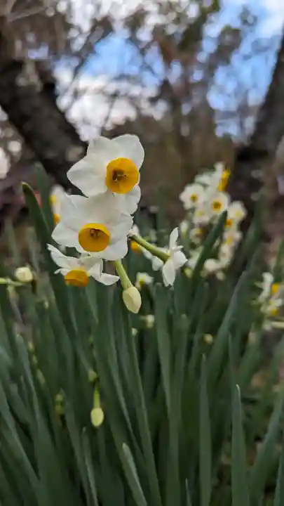平野神社(京都府)