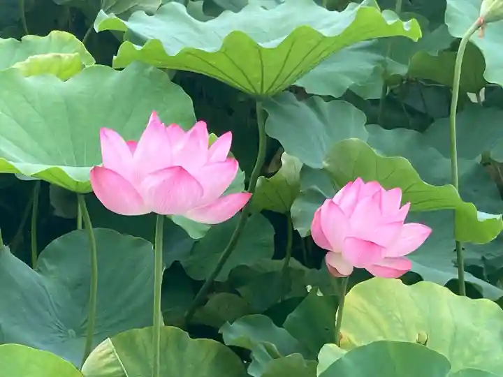 寛永寺不忍池弁天堂(東京都)