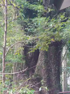 山神神社(神奈川県)