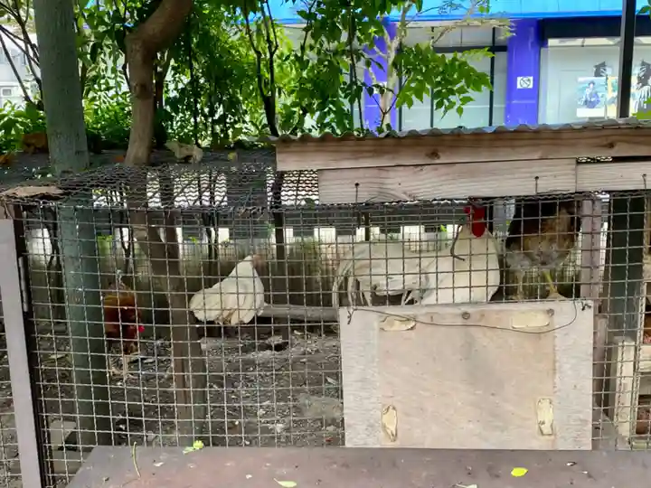 高知大神宮の動物
