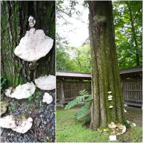 帯廣神社の自然