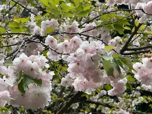 磐椅神社の{uncategorized: "未分類", other: "その他", undefined: "問題あり", building: "その他建物", grave: "お墓", sacred_gate: "鳥居", guardian: "狛犬", statue: "像", buddha: "仏像", history: "歴史", nature: "自然", garden: "庭園", animal: "動物", pagoda: "塔", temizu: "手水舎", mountain_gate: "山門・神門", sanctuary: "本殿・本堂", subordinate: "末社・摂社", art: "芸術", scenery: "景色", jizo: "地蔵", ema: "絵馬", goshuin: "御朱印", omikuji: "おみくじ", items: "授与品その他", amulet: "お守り", goshuincho: "御朱印帳", eats: "食事", festival: "お祭り", votive_dance: "神楽", shichigosan: "七五三参", wedding: "結婚式", experience: "体験その他", initially: "初詣", around: "周辺", anti_infection: "感染症対策"}