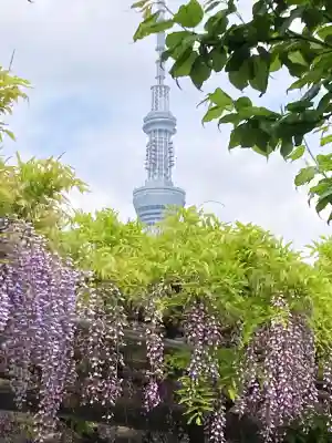 亀戸天神社(東京都)