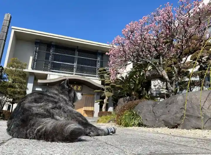 浄元寺の動物