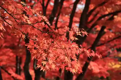 土津神社｜こどもと出世の神さまの自然
