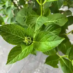 松本山　地福禅寺の自然