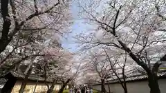 醍醐寺(京都府)