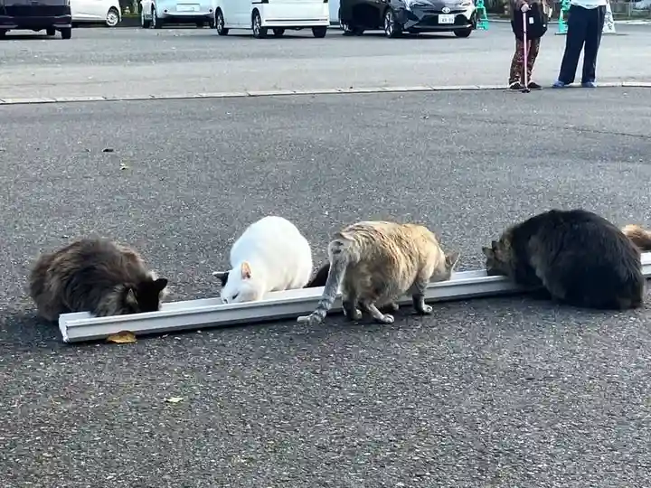 御誕生寺(猫寺)(福井県)