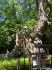 來宮神社(静岡県)