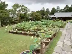 三室戸寺(京都府)