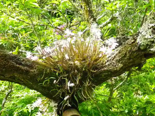 黄梅院（円覚寺塔頭）の自然