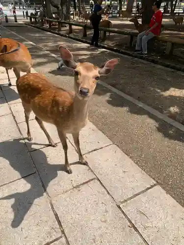 興福寺(奈良県)