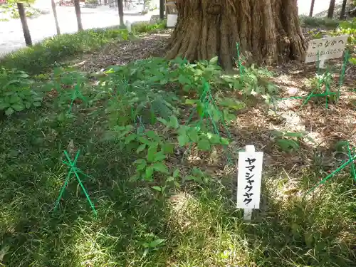 安養院　(田代寺）の自然