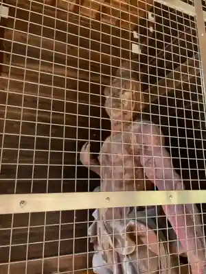 切幡寺(徳島県)