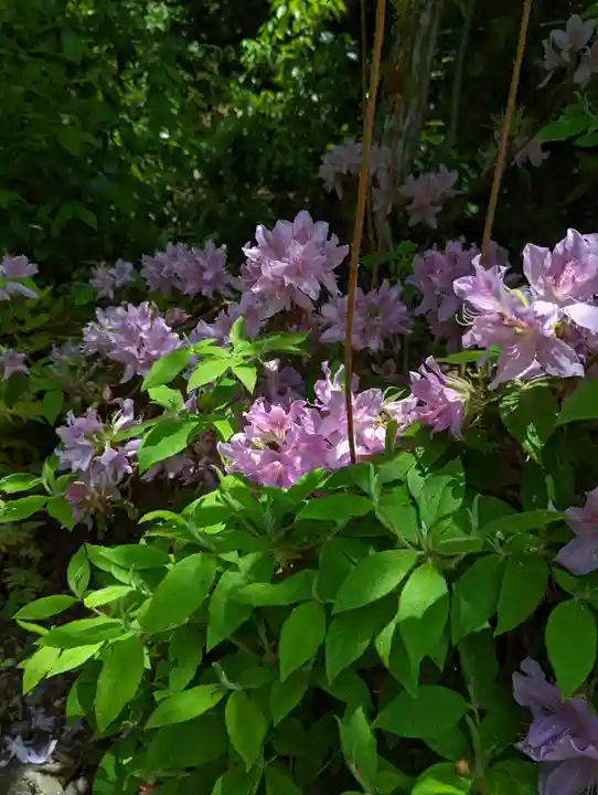 光明寺(粟生光明寺)(京都府)