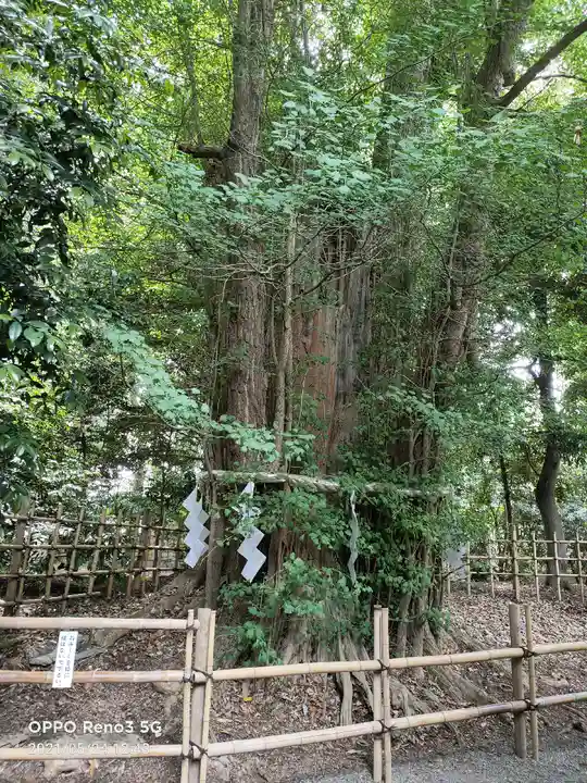 大國魂神社の自然