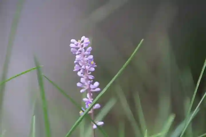 愛宕神社の自然
