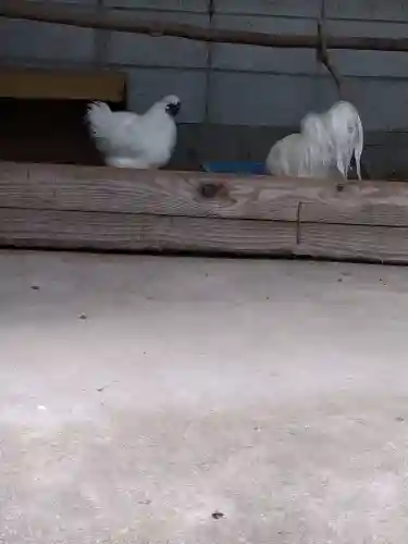 阿智神社の動物