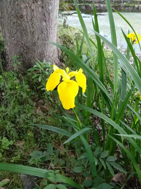 阿蘇神社の自然