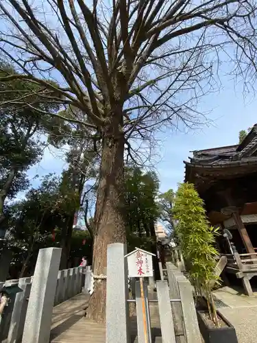 田無神社の自然
