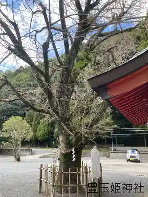 豊玉姫神社(鹿児島県)