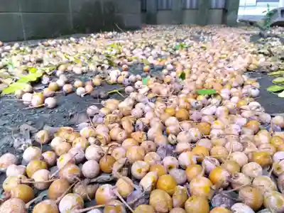 杉杜白髭神社(福井県)