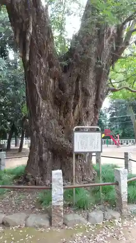 赤坂氷川神社の自然
