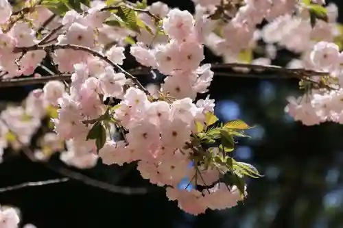 磐椅神社の自然