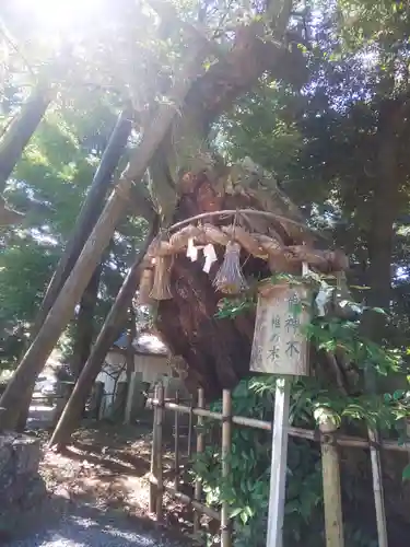 川尻八幡宮の自然