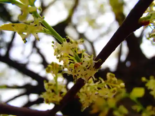 稲荷大明神の自然