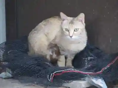 伊勢神宮内宮（皇大神宮）(三重県)
