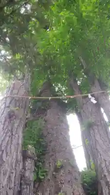 行徳神明神社（豊受神社）の自然