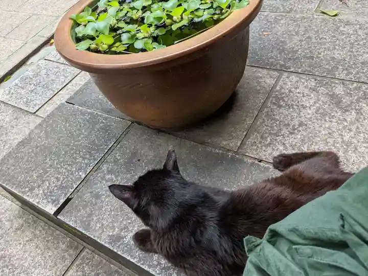 王子神社の動物