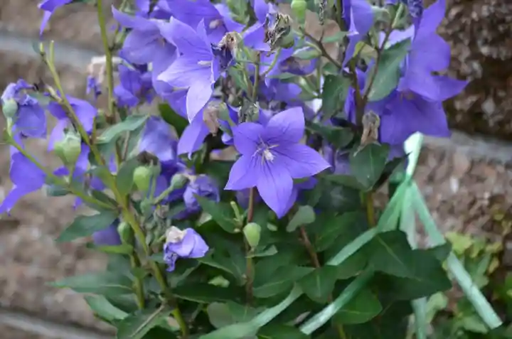 加茂神社(滋賀県)