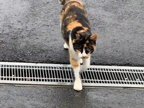 寺岡山元三大師の動物