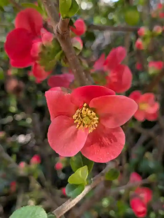 成子天神社(東京都)