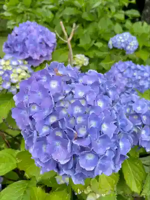 廣渡寺(埼玉県)