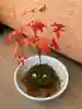 苔太郎さんのプロフィール画像