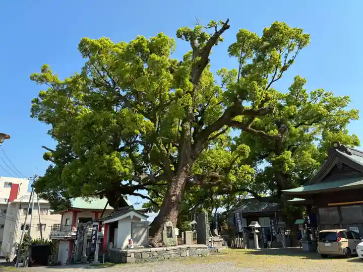 津田八幡神社の自然