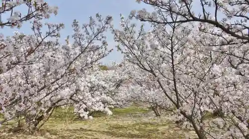 仁和寺の自然