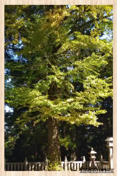 上一宮大粟神社の自然