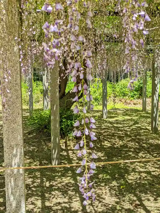 志那神社(滋賀県)