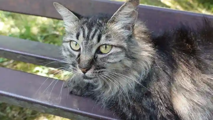 山梨縣護國神社(山梨県)