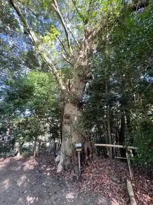 白髭神社の自然