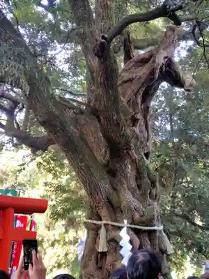 大杉神社(茨城県)